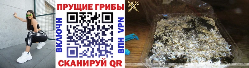 Купить  Подпорожье  Галлюциногенные грибы прущие грибы 